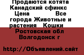 Продаются котята Канадский сфинкс › Цена ­ 15 000 - Все города Животные и растения » Кошки   . Ростовская обл.,Волгодонск г.